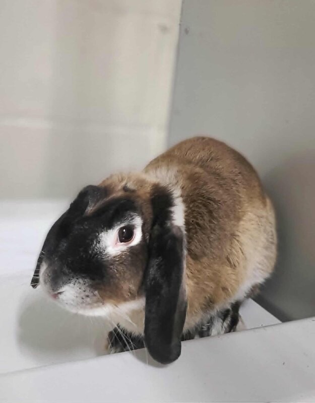 Picture of the Animal Listed